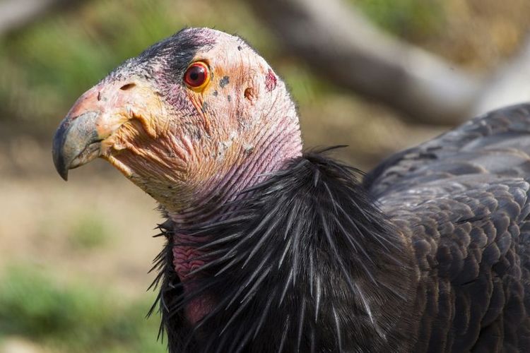Burung condor California diketahui bisa melakukan reproduksi aseksual 