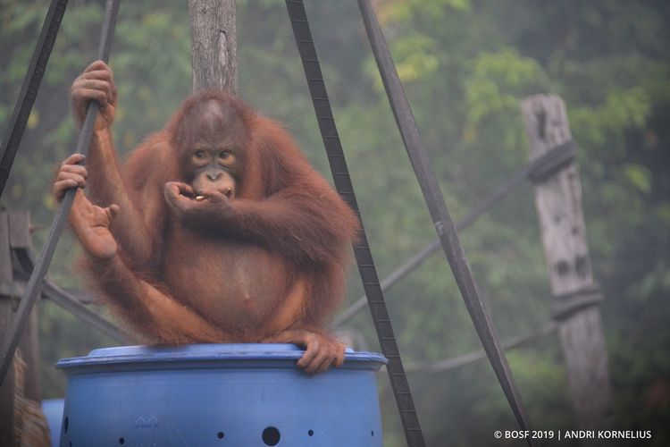 Kondisi terkini orangutan di Pusat Rehabilitasi Orangutan Nyaru Menteng, Kalimantan Tengah.
