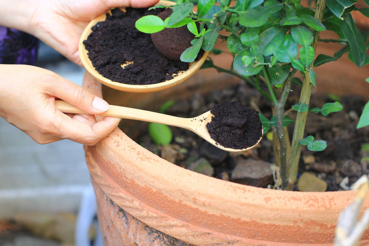 Jangan Dibuang Ini 7 Manfaat Ampas Kopi Untuk Tanaman Dan Kebun