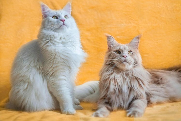 Ilustrasi kucing Maine coon dengan bulu yang indah.