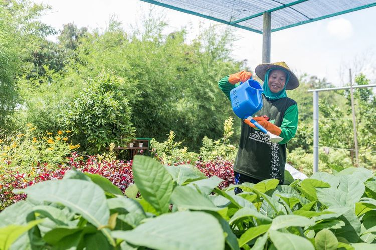 Petani green belt SIG sedang merawat tanaman di green house eco park kembang semi, kawasan reklamasi lahan pascatambang Pabrik Tuban, Jawa Timur.
