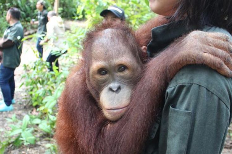 Salah satu orangutan bernama Obi, yang diadopsi oleh PT Bridgestone Indonesia kepada Yayasan Borneo Orangutan Survival (BOS), di hutan konservasi Samboja Lestari, Kalimantan Timur.