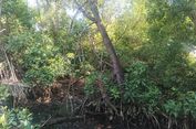 Polusi dan Kiriman Sampah Jadi Tantangan Rehabilitasi Mangrove di Jakarta