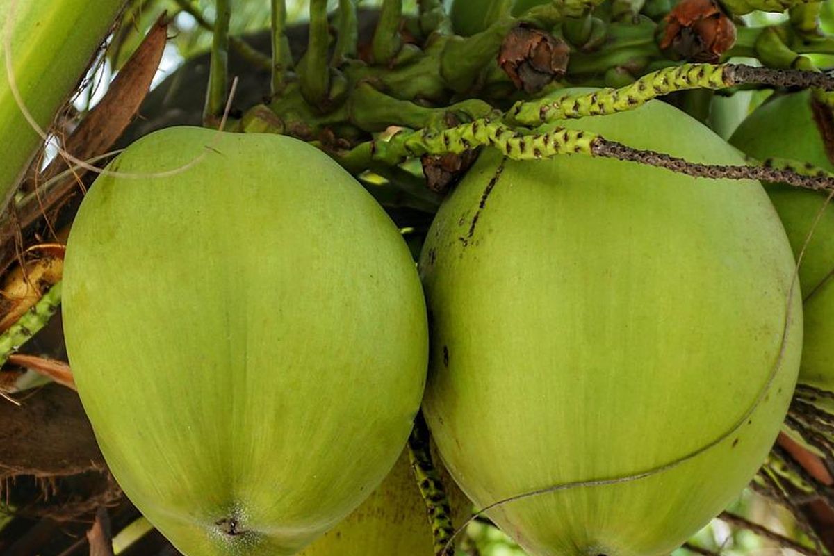 Ilustrasi tanaman kelapa, pohon kelapa, buah kelapa. 