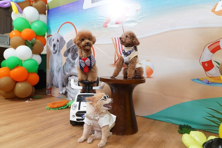 Jakarta International Pet Show 2026, Ada Mini Zoo hingga Yoga with Pets