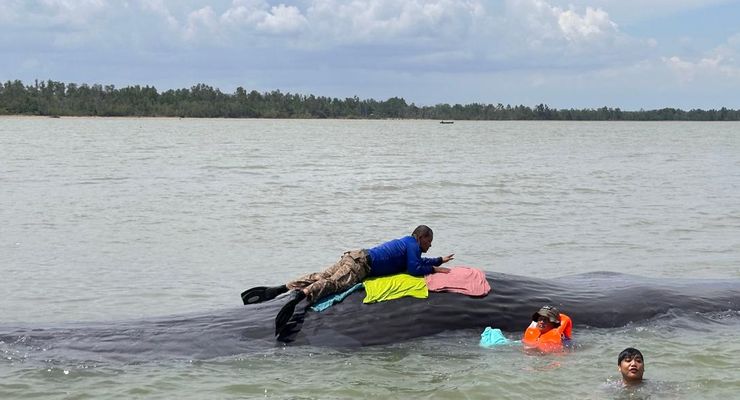 Greenpeace: Matinya Paus Sperma di Teluk Balikpapan Akibat Pembangunan IKN