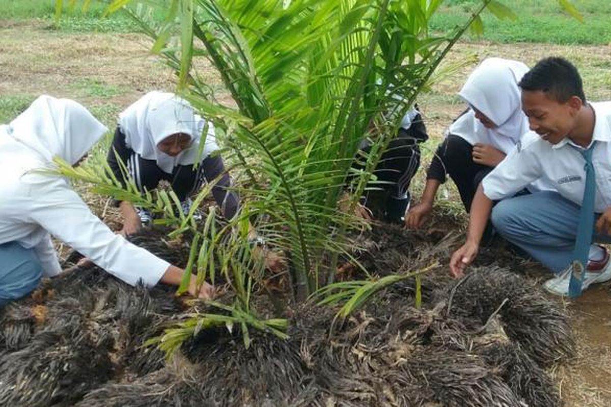 Siswa SMA Negeri 11 Batanghari, Jambi sedang menaruh janjang kosong di sekitar pokok sawit, Jambi, Senin (20/2/2017). Kegiatan berkebun ini merupakan bagian dari Sekolah Sawit Lestari (SSL), sebuah program tanggungjawab sosial perusahaan PT Asian Agri.