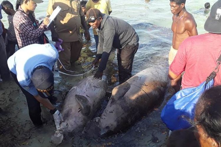 Dua ekor dugong ditemukan mati di Peraiaran Kepulauan Kei Keicl, Maluku Tenggara, Senin (21/10/2019)