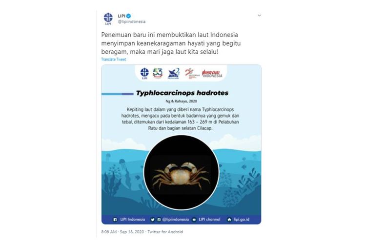 Informasi soal spesies baru di perairan Indonesia yang diinformasi oleh akun Twittter LIPI.