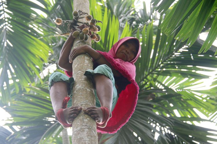 Siti Hajar sedang memanjat pinang