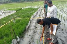 Petani di Grobogan Tewas Tersengat Jebakan Tikus yang Dipasang Sendiri