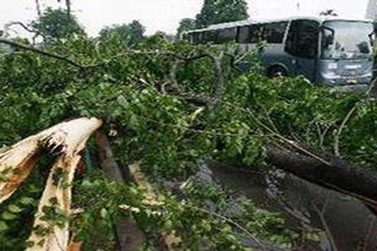 Bus transjakarta terpaksa melewati jalur umum karena pohon roboh 