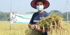 Di Madiun, Sawah Demplot RBDD Panen Padi Organik dengan Kualitas Sangat Baik