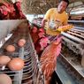 Peternak Ayam Petelur Kuningan Ungkap Sebab Harga Telur Melonjak Drastis