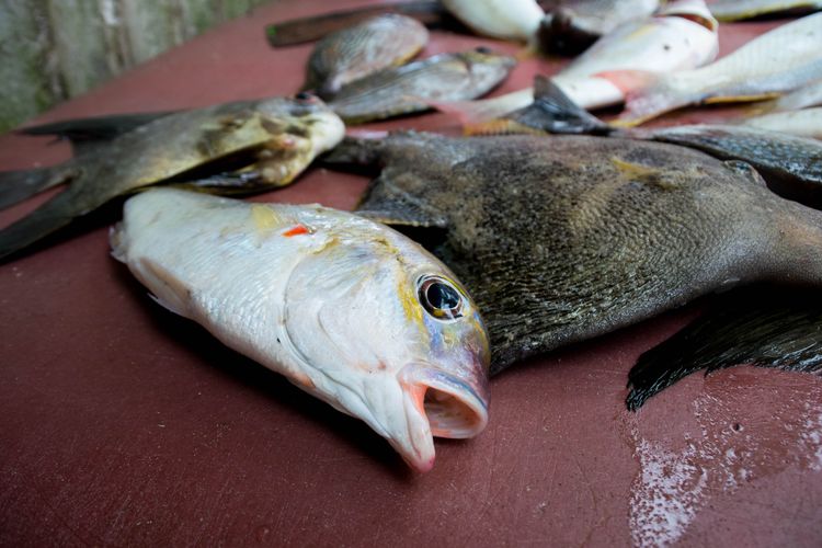 Beberapa hasil tangkapan nelayan di Pantai Matras, Kabupaten Bangka, Sabtu (7/3/2020).