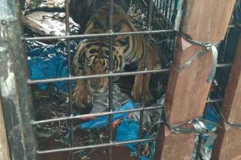 Harimau yang Diduga Kerap Memangsa Manusia di Riau Akhirnya Tertangkap