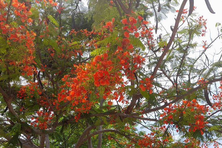 Bunga sepe atau bunga flamboyan mulai bermekaran di ruas Jalan Eltari dan Frans Seda, Kupang, NTT.