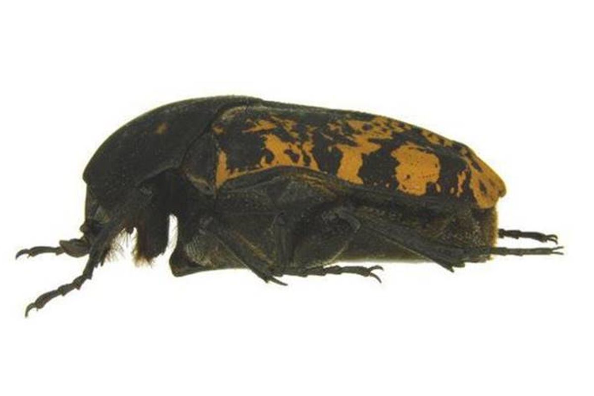 Gymnetis rhaegali, satu dari tiga spesies baru kumbang scarab yang ditemukan oleh ahli entomologi UNL, Brett Ratcliffe, dinamai menurut nama naga Game of Thrones, Rhaegal.