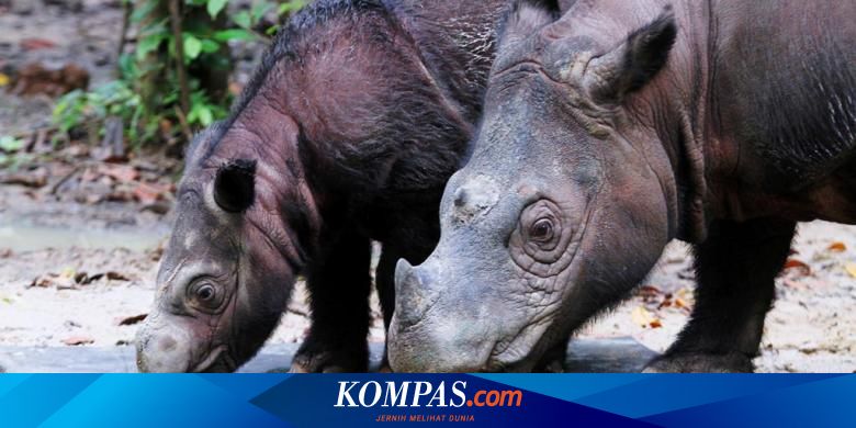Wwf Keanekaragaman Hayati Hilang Besar Besaran Karena Ulah Manusia Halaman All Kompas Com