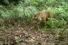 Harimau Terkam Petani di Lampung, Warga Diminta Tak Berkebun untuk Sementara