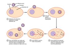 Mengapa Virus Influenza Hanya Menyerang Sel-sel Saluran Pernapasan?