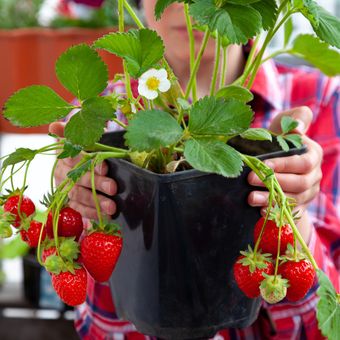 Ilustrasi menanam strawberry di pot.