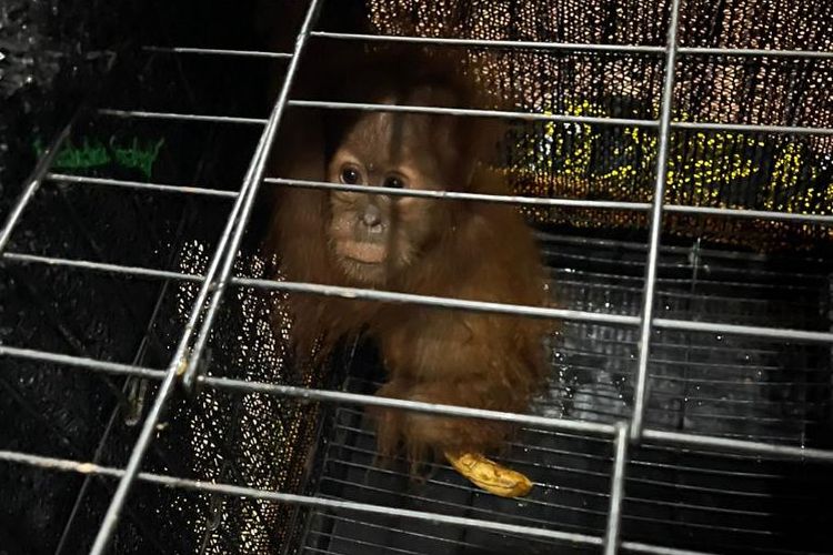 Orangutan yang diamankan polisi dari penangkapan pelaku penjualan satwa di Medan, Sumatera Utara. 