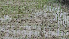Hama Anjing Tanah Serang Tanaman Padi di Sumenep, Petani Merugi