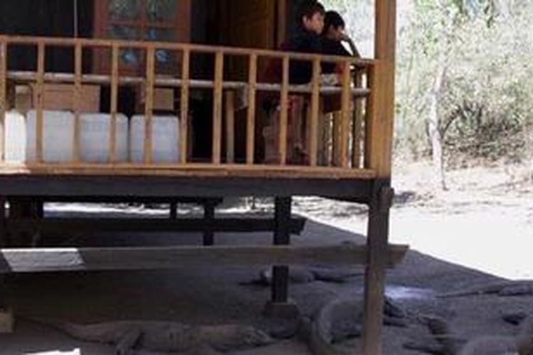 Komodo-komodo tengah berteduh di bawah rumah panggung penduduk setempat di Pulau Rinca, Taman Nasional Komodo, Manggarai Barat, Nusa Tenggara Timur. 
