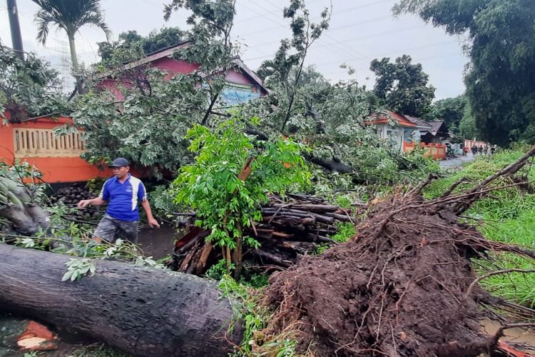 Pohon-pohon bertumbangan usai disapu puting beliung di Kecamatan Besuk.