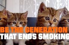 Video Kucing Lucu Ini untuk Kampanye Antirokok