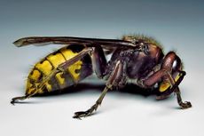 42 Warga China Tewas akibat Sengatan Lebah