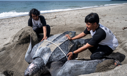 Pulau Buru Maluku Ditetapkan Jadi Kawasan Konservasi Baru Penyu Belimbing