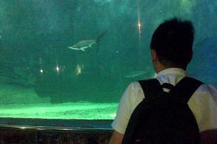 Pengunjung melihat hiu martil di akuarim hiu di Seaworld Indonesia, Taman Impian Jaya Ancol, Rabu (4/12/2013).