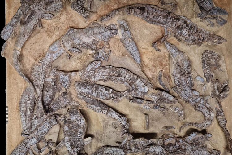 Penemuan spektakuler dari Stuttgart-Kaltental: 22 aetosaurus yang ditemukan berdekatan. Aetosaurus adalah kerabat jauh buaya. Mereka mungkin omnivora. Selama Trias Akhir, kelompok hewan ini tersebar luas di wilayah yang luas. Di Baden-Württemberg terdapat beberapa penemuan aetosaurus yang terpelihara dengan sangat baik.