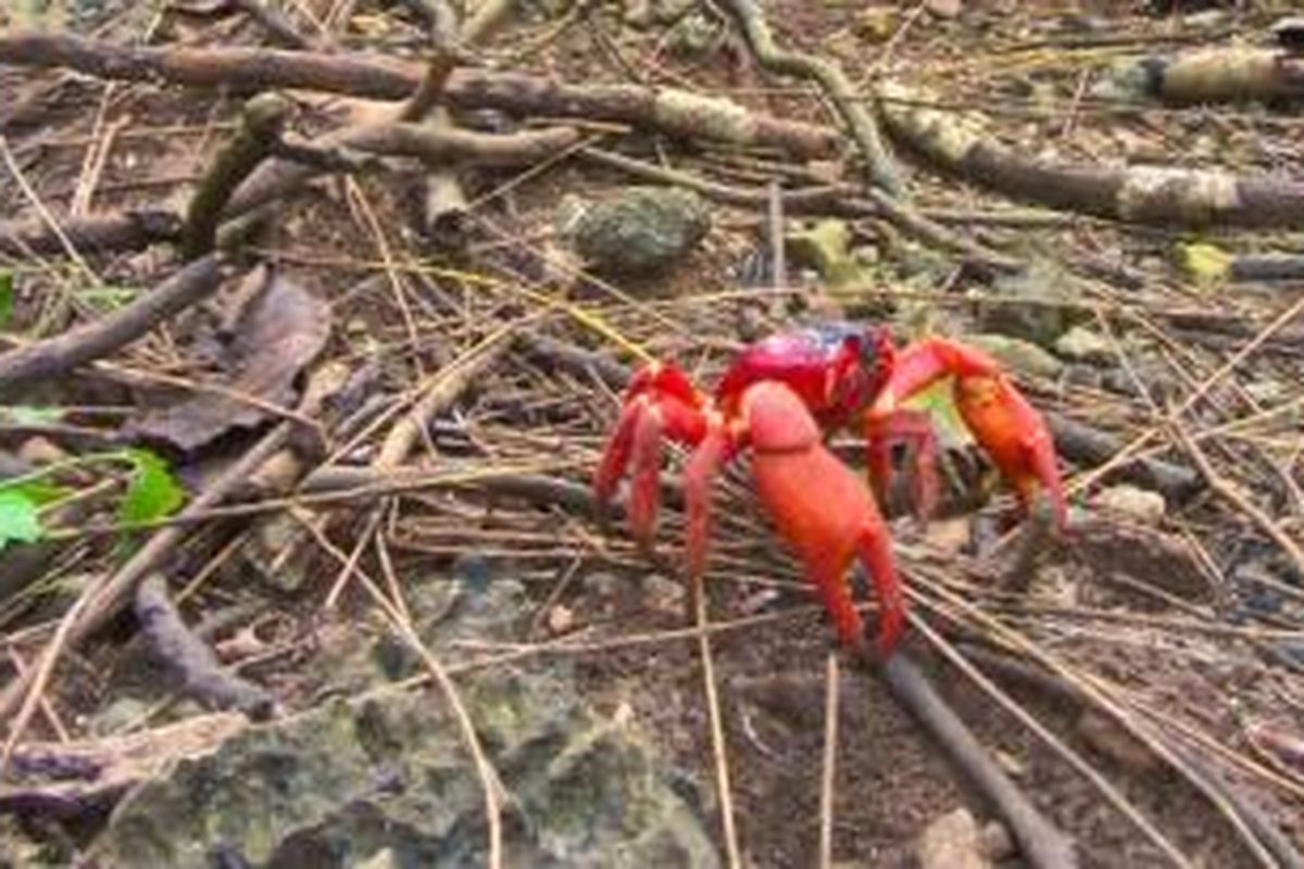 Kepiting Merah di hutan Christmas Island.