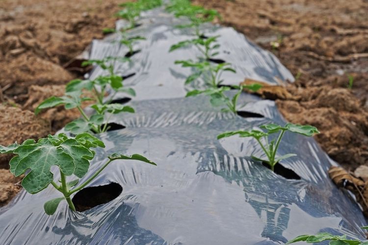 Ilustrasi mulsa plastik. 