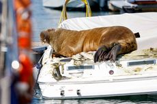 Nasib Freya Walrus yang Terdampar di Oslo, Terancam Disuntik Mati karena Terus 