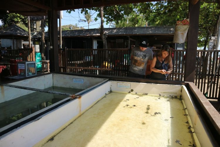 Dua wisatawan mancanegara asal Jerman akan melepaskan penyu dari tempat konservasinya di Pantai Segara Ayu, Sanur, Bali, Jumat (28/9/2018).