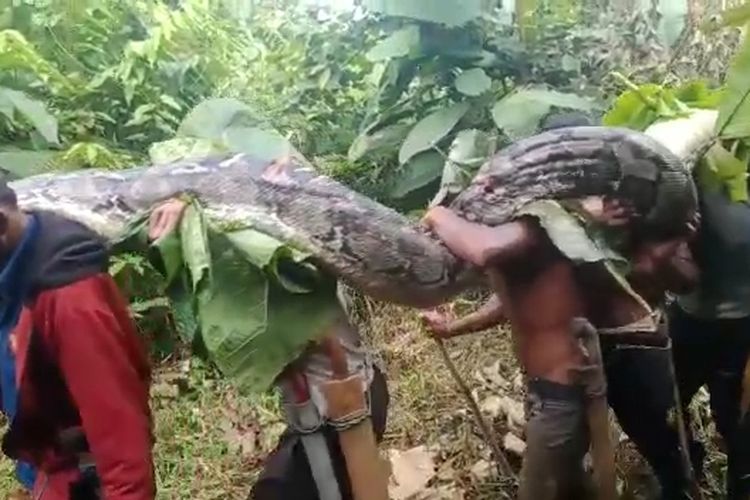 Seekor ular piton raksasa yang besarnya menyerupai pohon kelapa dengan panjang 7 meter ditangkap warga Desa Latompe, Kecamatan Lawa, Muna Barat Sulawesi Tenggara.