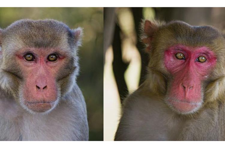 Monyet rhesus