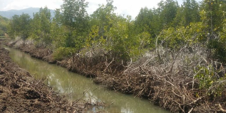 Kondisi hutan mangrove yang dibabat warga di sejumlah wilayah Kabupaten Bima.