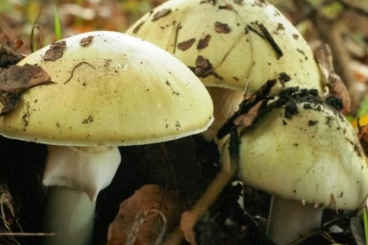 Jamur death cap