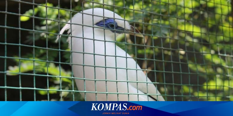 Melihat Keberadaan Curik Bali Halaman All Kompas Com