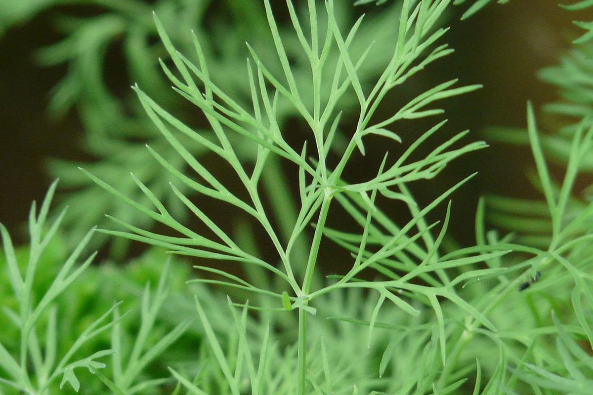 Ilustrasi tanaman Dill. 