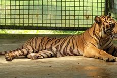 Harimau Sumatera Selalu Direhabilitasi di Sumbar Setelah Dievakuasi, Ini Alasannya