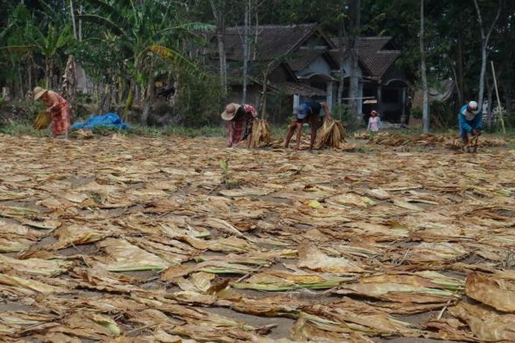 Ilustrasi: Petani tembakau di Desa Pekauman Kecamatan Grujugan Bondowoso, Jawa Timur