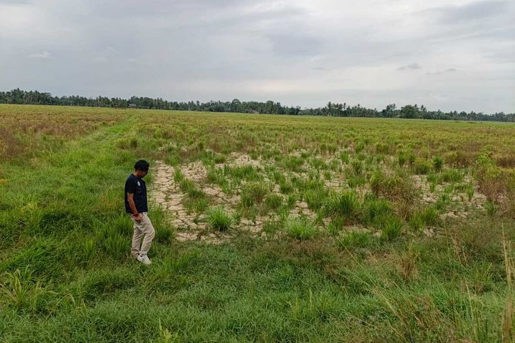 Pembersihan Lumpur di Sawah Aceh Utara Mulai Dikerjakan, Tahap Pertama Hanya 1.093 Hektare