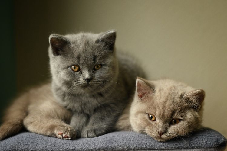 Kucing British shorthair