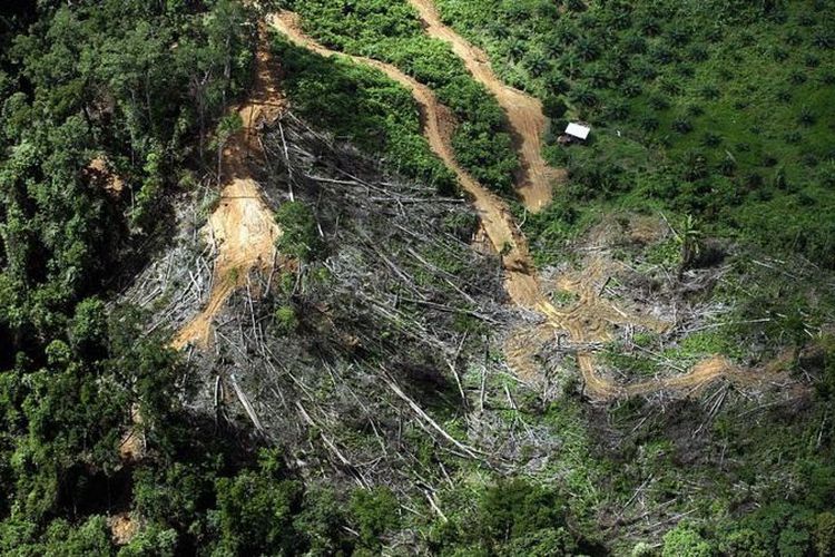 Pohon tumbang dari hutan hujan, dibuka untuk lahan pertanian, terlihat di sebelah perkebunan kelapa sawit yang merambah (atas kanan) di pedalaman Miri, negara bagian Sarawak, Malaysia bagian timur.